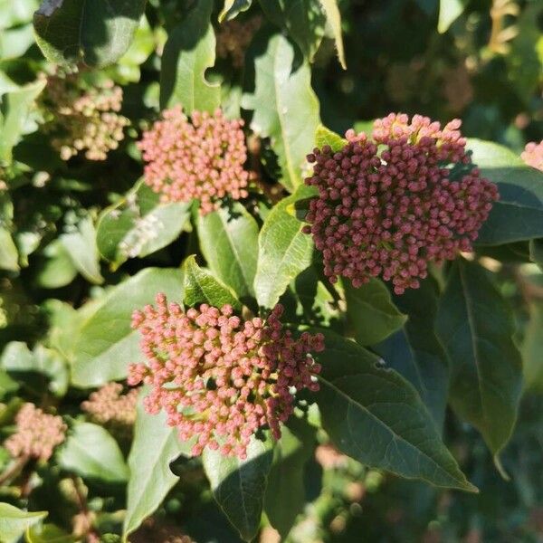 Viburnum rigidum फूल