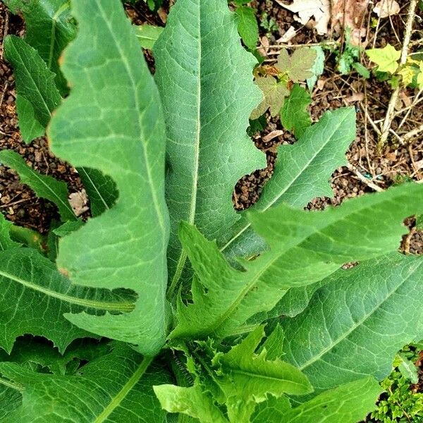 Lactuca virosa Yaprak