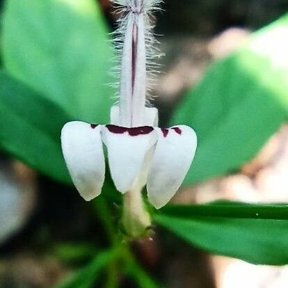 Andrographis paniculata Blomst