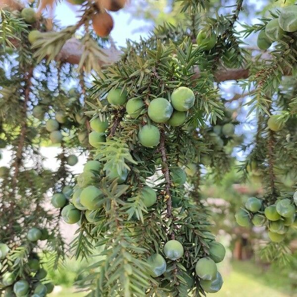 Juniperus oxycedrus Φρούτο