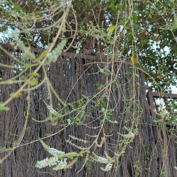 Buddleja asiatica Habit