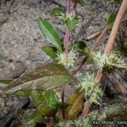 Amaranthus palmeri Blüte