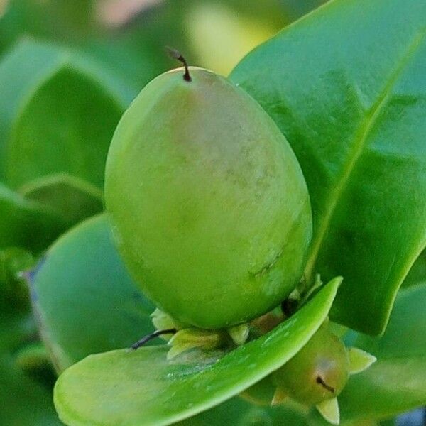 Carissa macrocarpa ফল