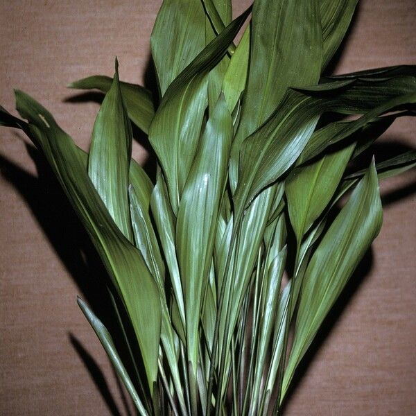 Aspidistra elatior 整株植物