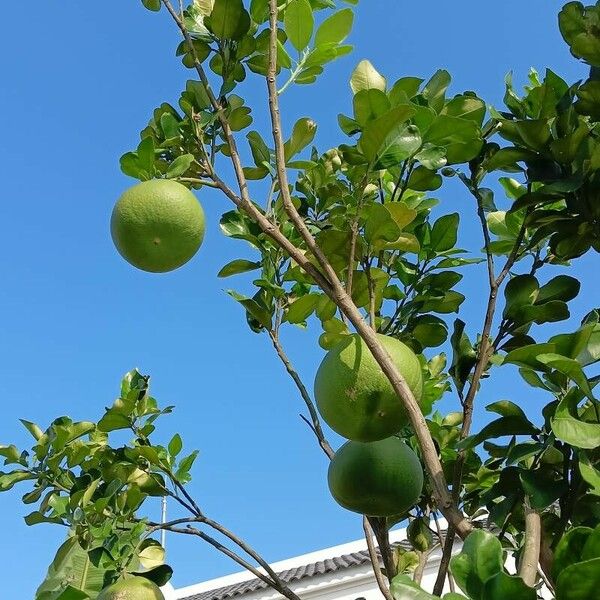 Citrus maxima Fruit