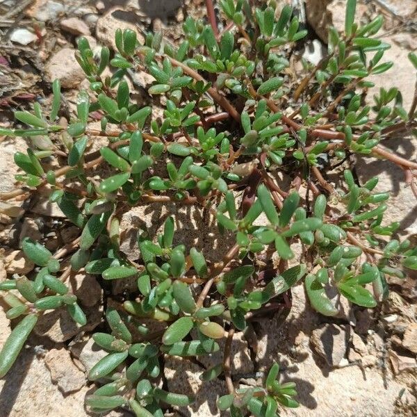 Sesuvium portulacastrum পাতা