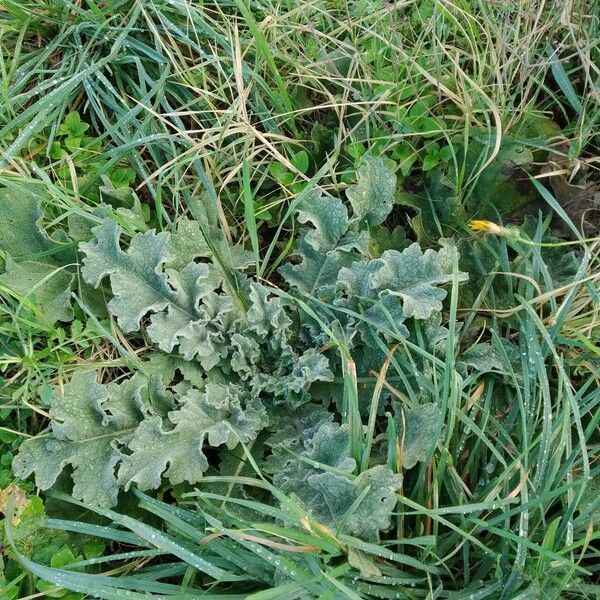 Verbascum sinuatum Fuelha