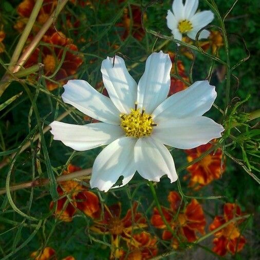 Cosmos bipinnatus Çiçek