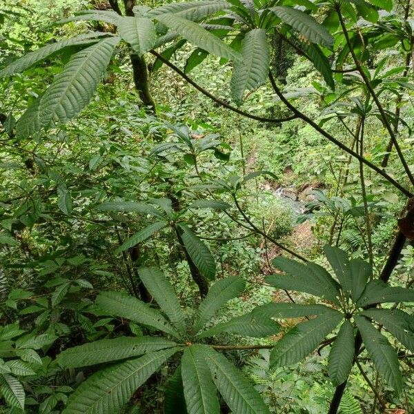 Chromolucuma congestifolia Leaf