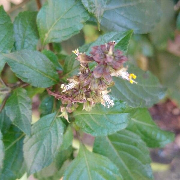 Ocimum gratissimum 花