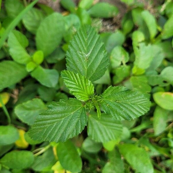 Malvastrum coromandelianum برگ