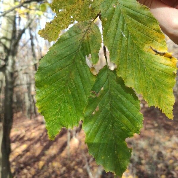 Carpinus betulus 葉