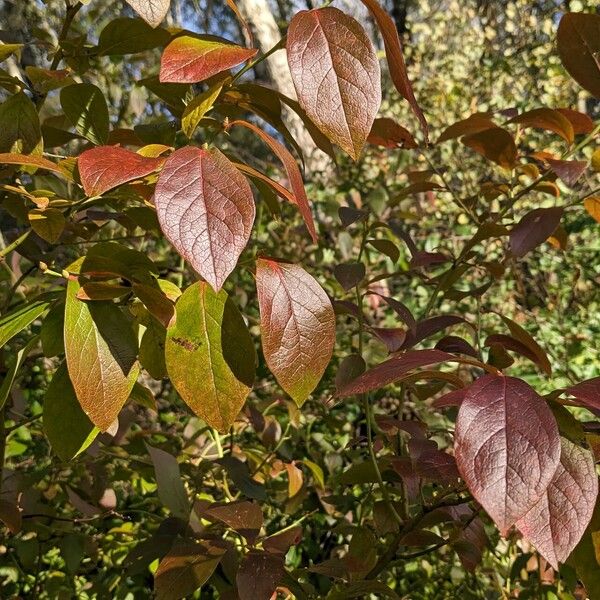 Vaccinium corymbosum Blad