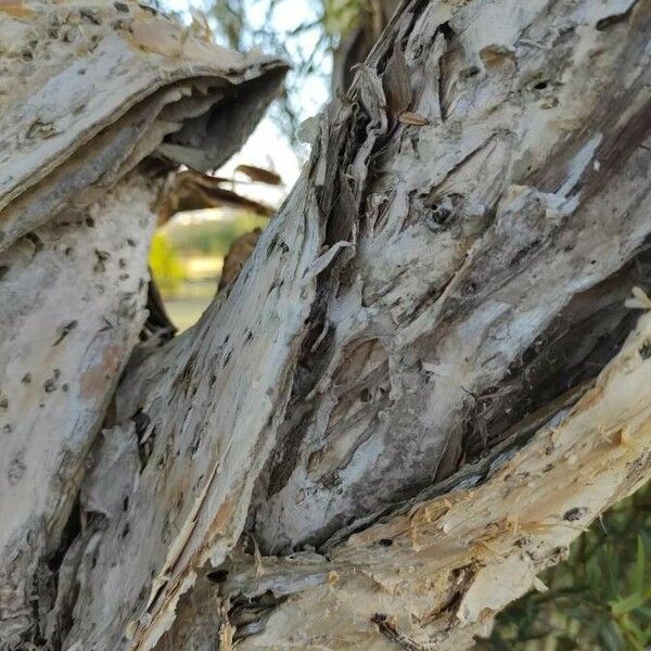 Melaleuca linariifolia Bark