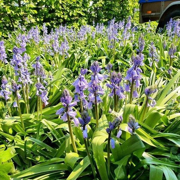 Hyacinthoides hispanica Leaf