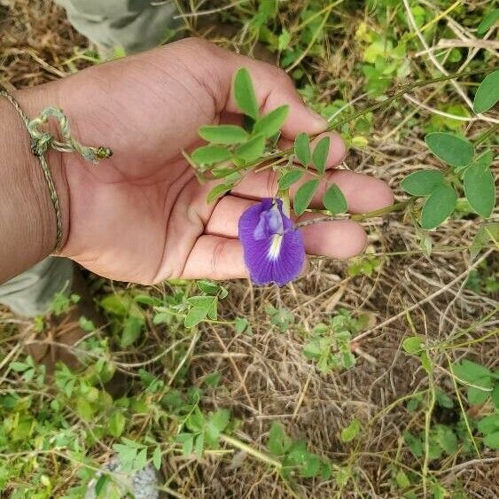 Clitoria ternatea Folla