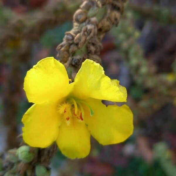 Verbascum densiflorum Flower