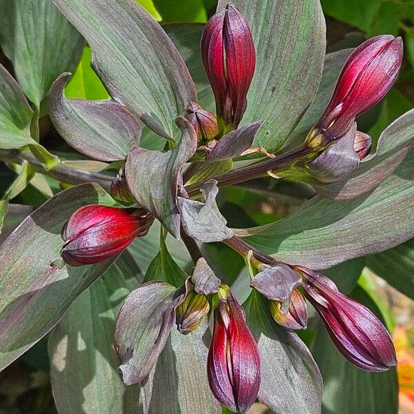 Alstroemeria ligtu Habitus