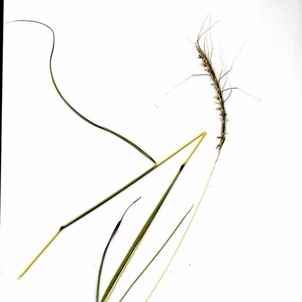 Heteropogon contortus Other