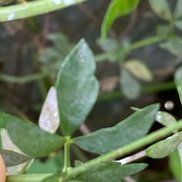 Lotus tenuis Leaf