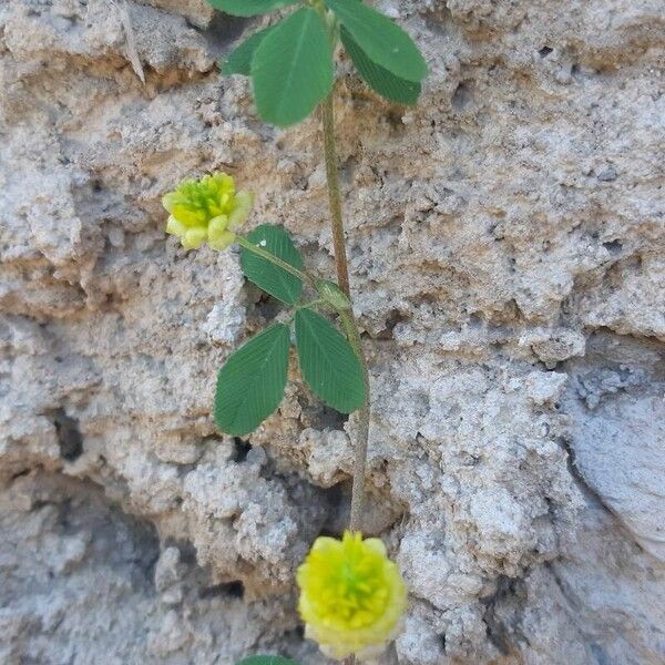 Trifolium campestre ᱵᱟᱦᱟ