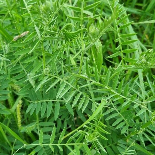 Vicia tenuifolia Leaf