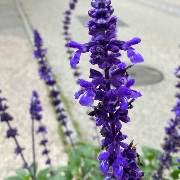 Salvia farinacea Blomma