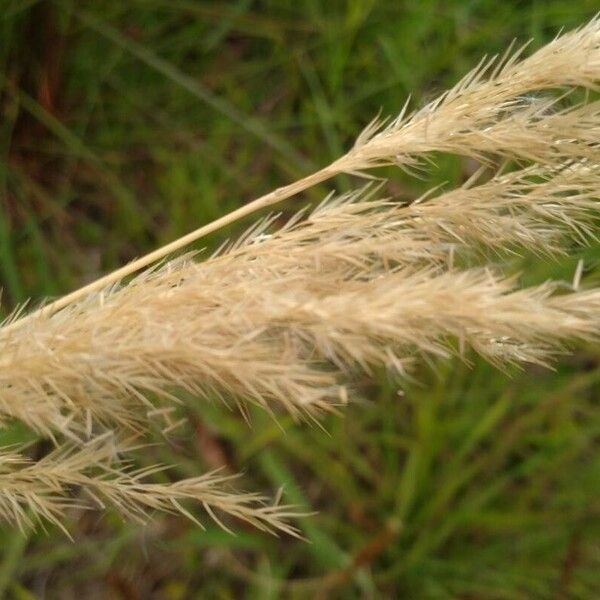 Achnatherum calamagrostis Flower