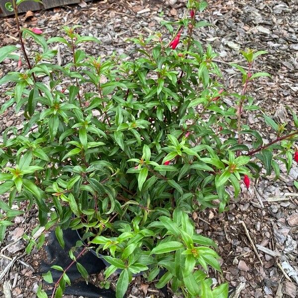 Fuchsia magellanica List