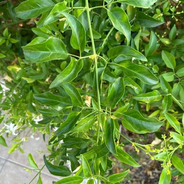 Jasminum azoricum Leaf