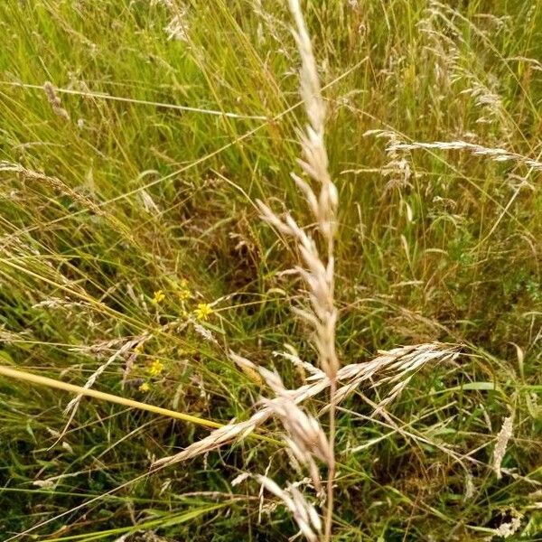 Gaudinia fragilis Flor