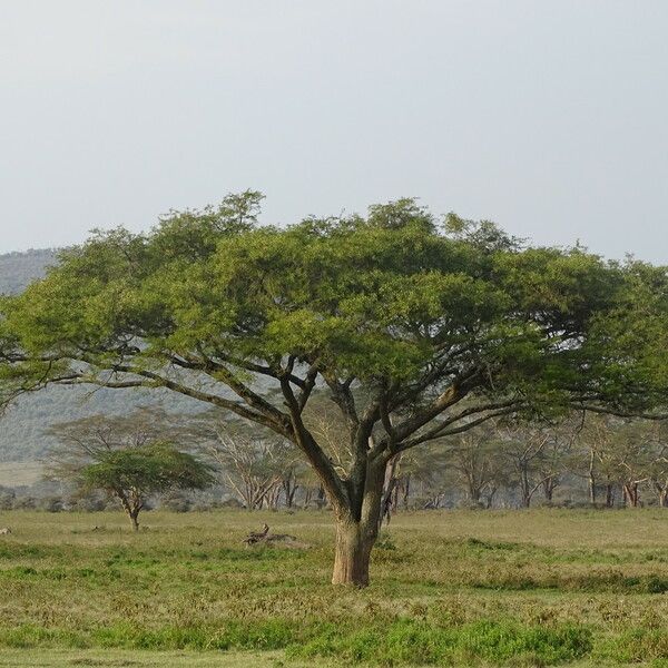 Sclerocarya birrea Habit