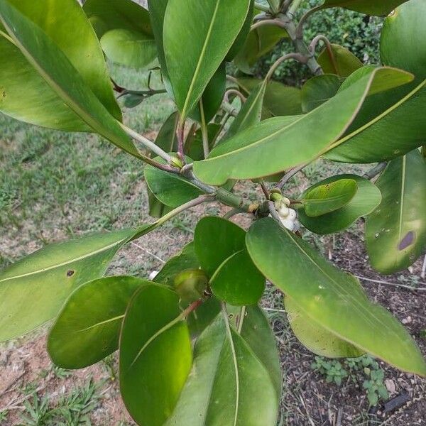 Clusia grandiflora Φύλλο