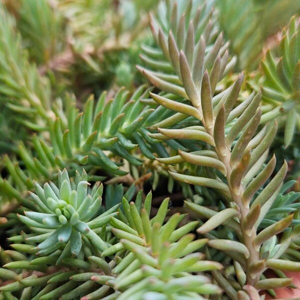 Petrosedum rupestre Leaf