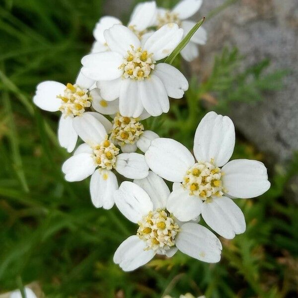 Achillea erba-rotta Fiore