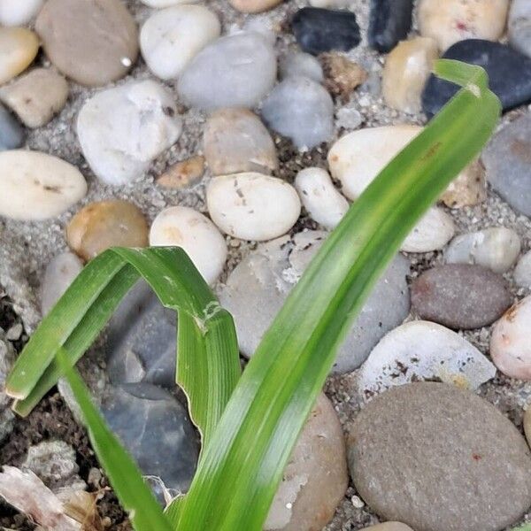 Cyperus esculentus Levél