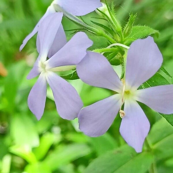 Phlox divaricata Flower