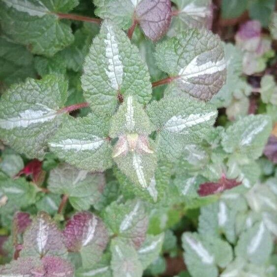 Lamium maculatum Leaf