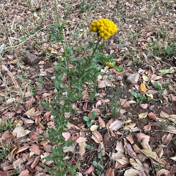 Achillea ageratum Habit