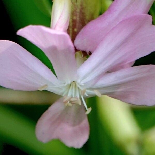 Saponaria officinalis Máis