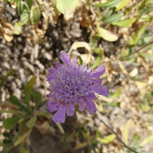 Lomelosia cretica Fleur