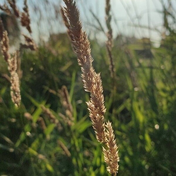 Phalaris arundinacea Fiore