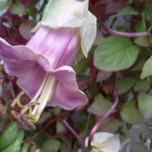 Cobaea scandens Květ