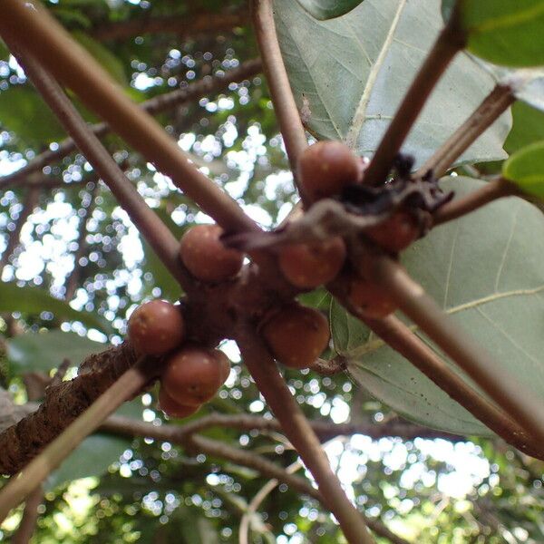 Ficus lutea Frugt