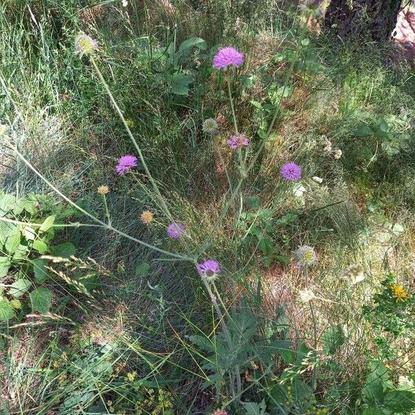 Knautia arvensis موطن