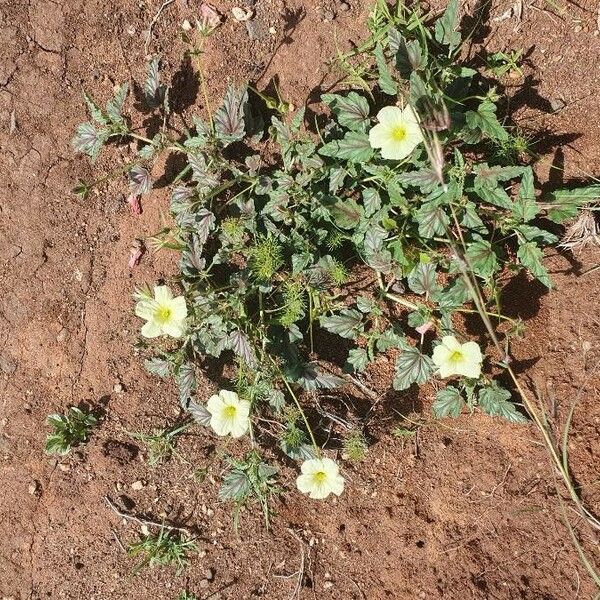 Monsonia longipes Hábito