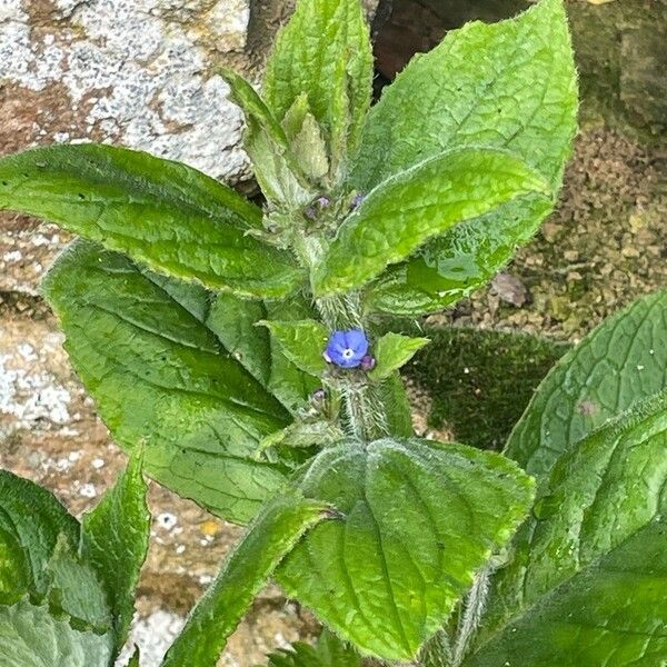 Pentaglottis sempervirens Blomst