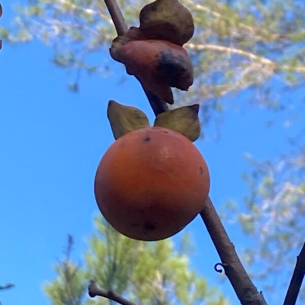 Diospyros kaki Fruit