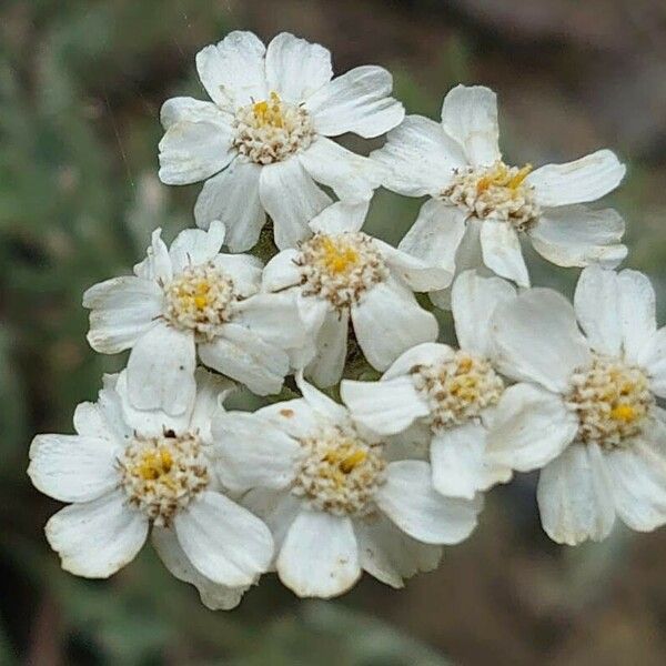 Achillea clavennae Flor