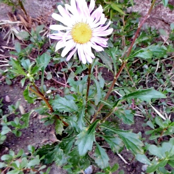 Leucanthemum vulgare Habit